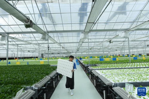 大山里的植物工廠 生物制品技術開發的新篇章