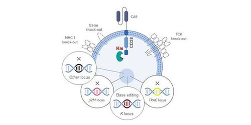 專注細胞治療 馴鹿生物打造國內首款全程自主研發CAR-T產品